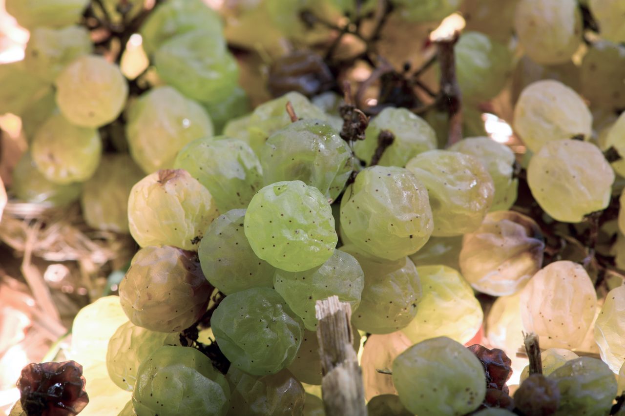 Vignoble Technique Vin de paille VDP-0010